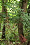 Image of black false hellebore