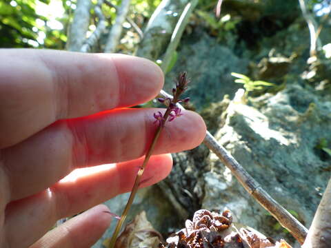 Crepidium calcareum (Schltr.) Szlach.的圖片