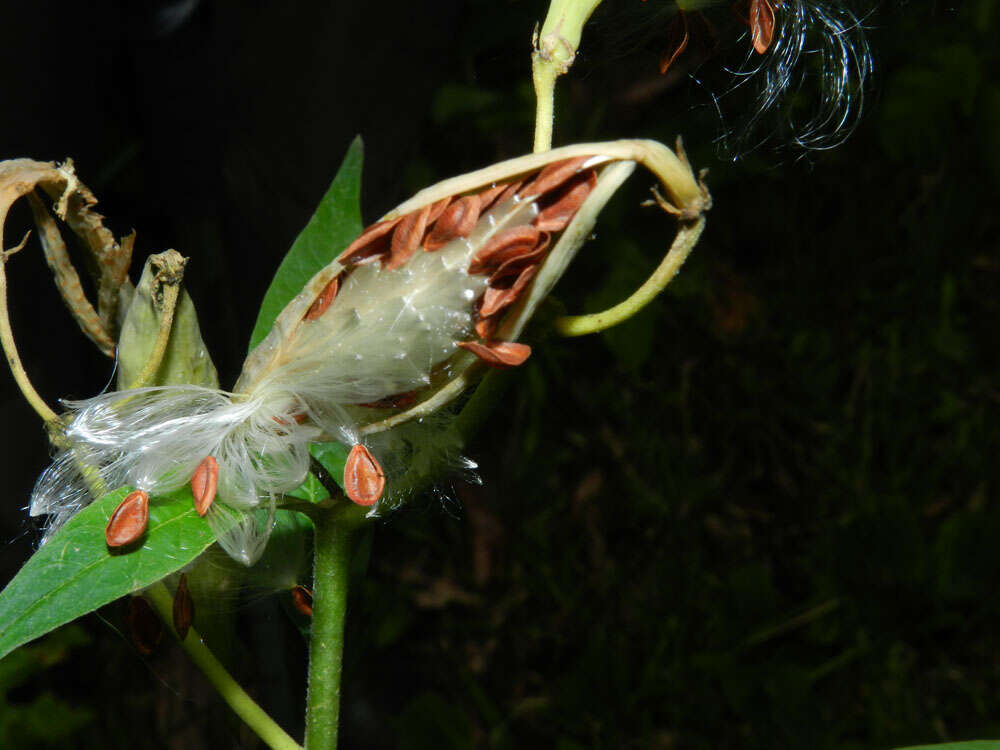 Image of milkweed