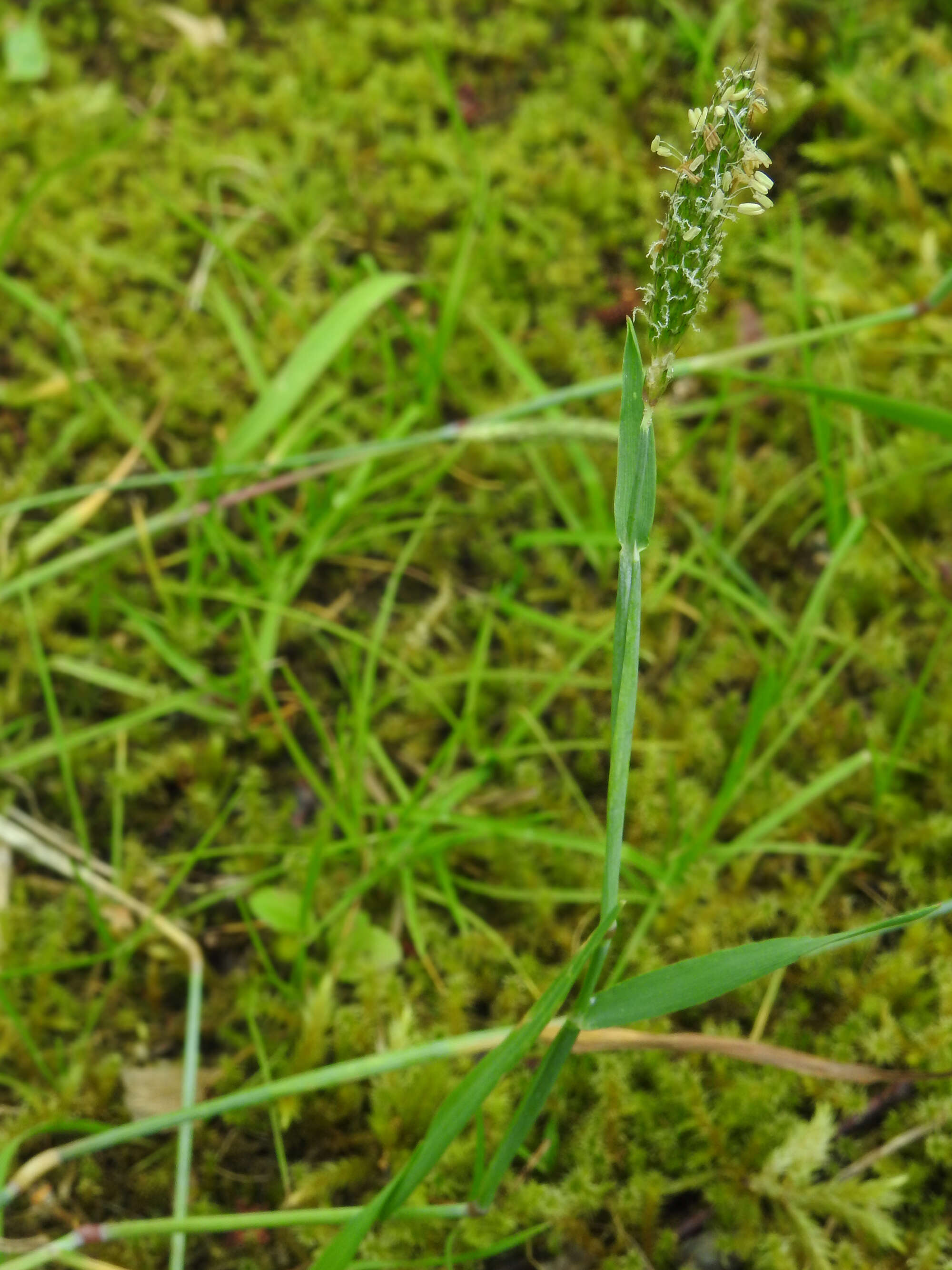 Image of Foxtail Grass