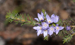Image of Boronia ramosa (Lindley) Benth.