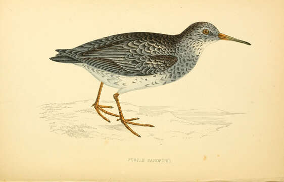 Image of Calidris Merrem 1804