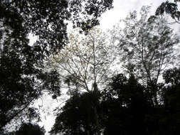 Image of Brazilian firetree