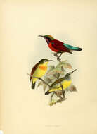 Слика од Leptocoma Cabanis 1851