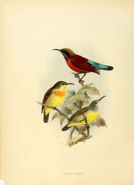Image of Leptocoma Cabanis 1851