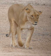 Image of big cats