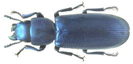 Image of bark-gnawing beetles