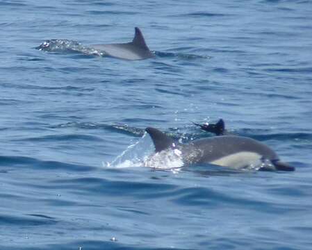 Image of common dolphins