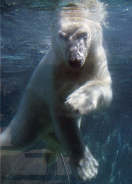 Image of polar bear