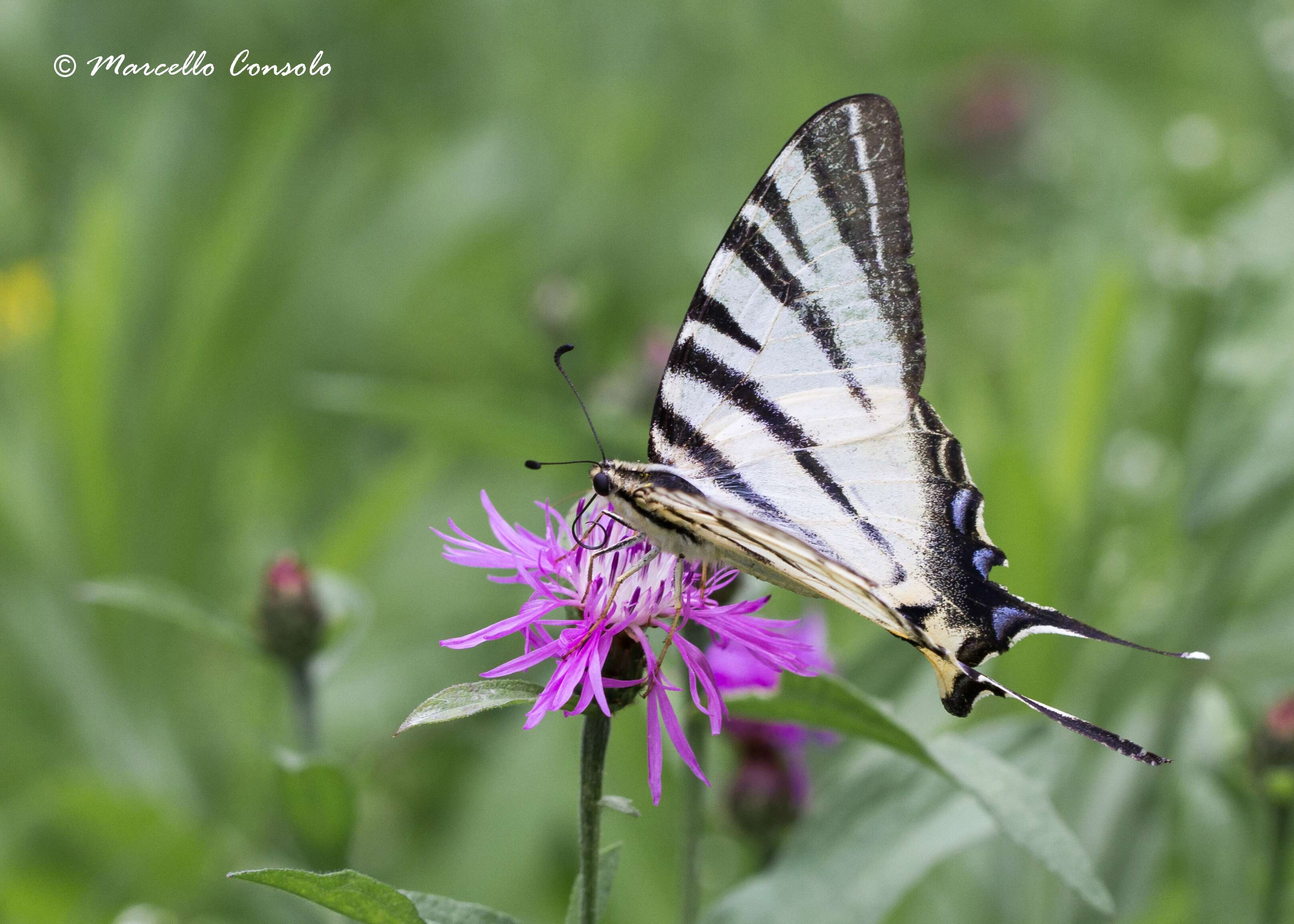 Image of Iphiclides