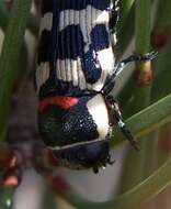 Image of Buprestis sanguinea Fabricius 1798