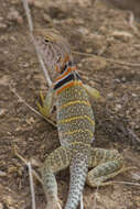 Image of leopard lizards