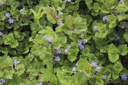 Image of Ground ivy