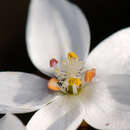 Image of Drosera marchantii subsp. prophylla N. Marchant & Lowrie