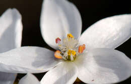 Image of Drosera marchantii subsp. prophylla N. Marchant & Lowrie