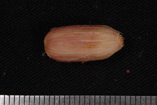 Image of Chomelia apodantha (Standl.) Steyerm.