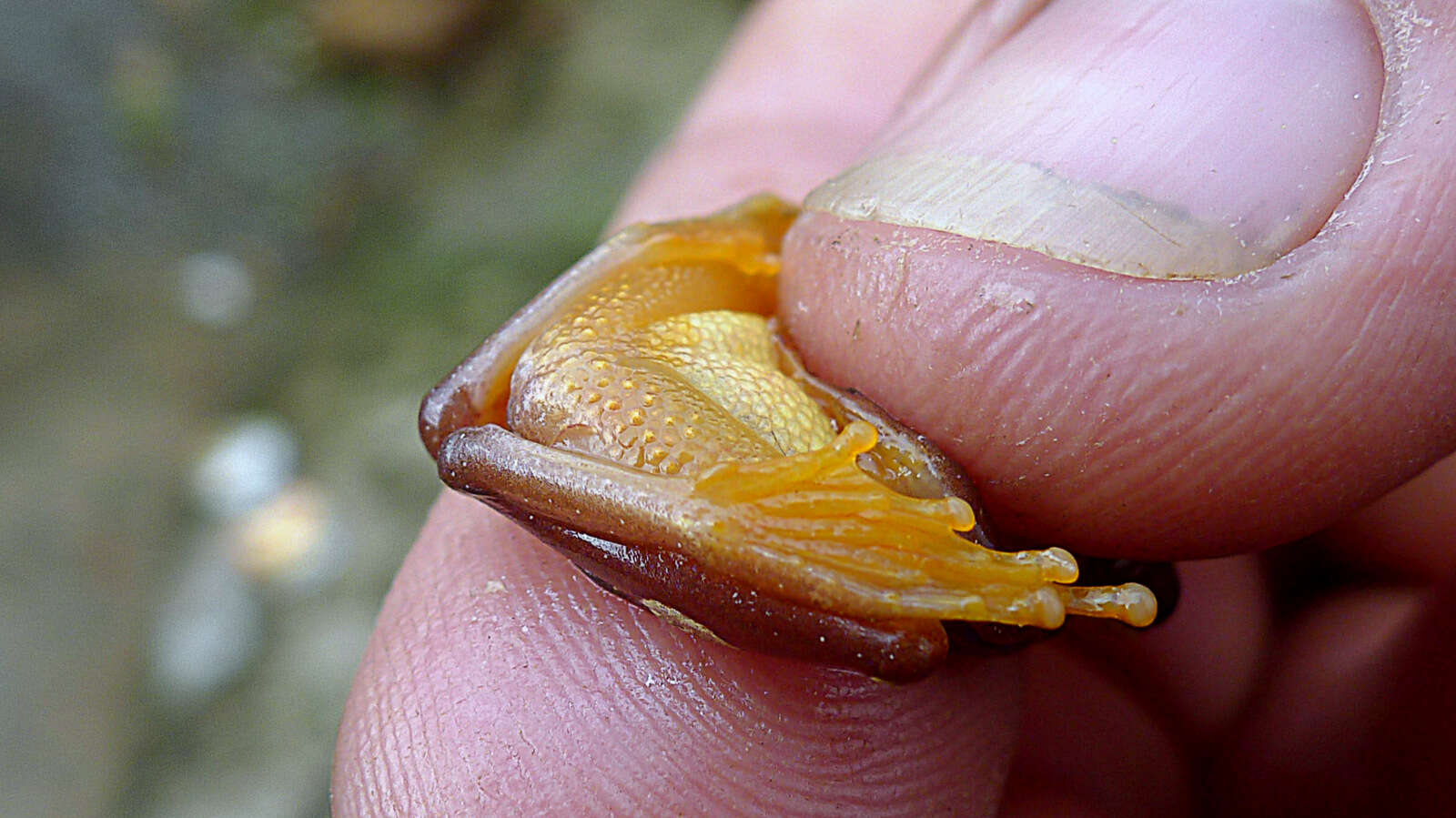 Image of Dendropsophus elegans (Wied-Neuwied 1824)