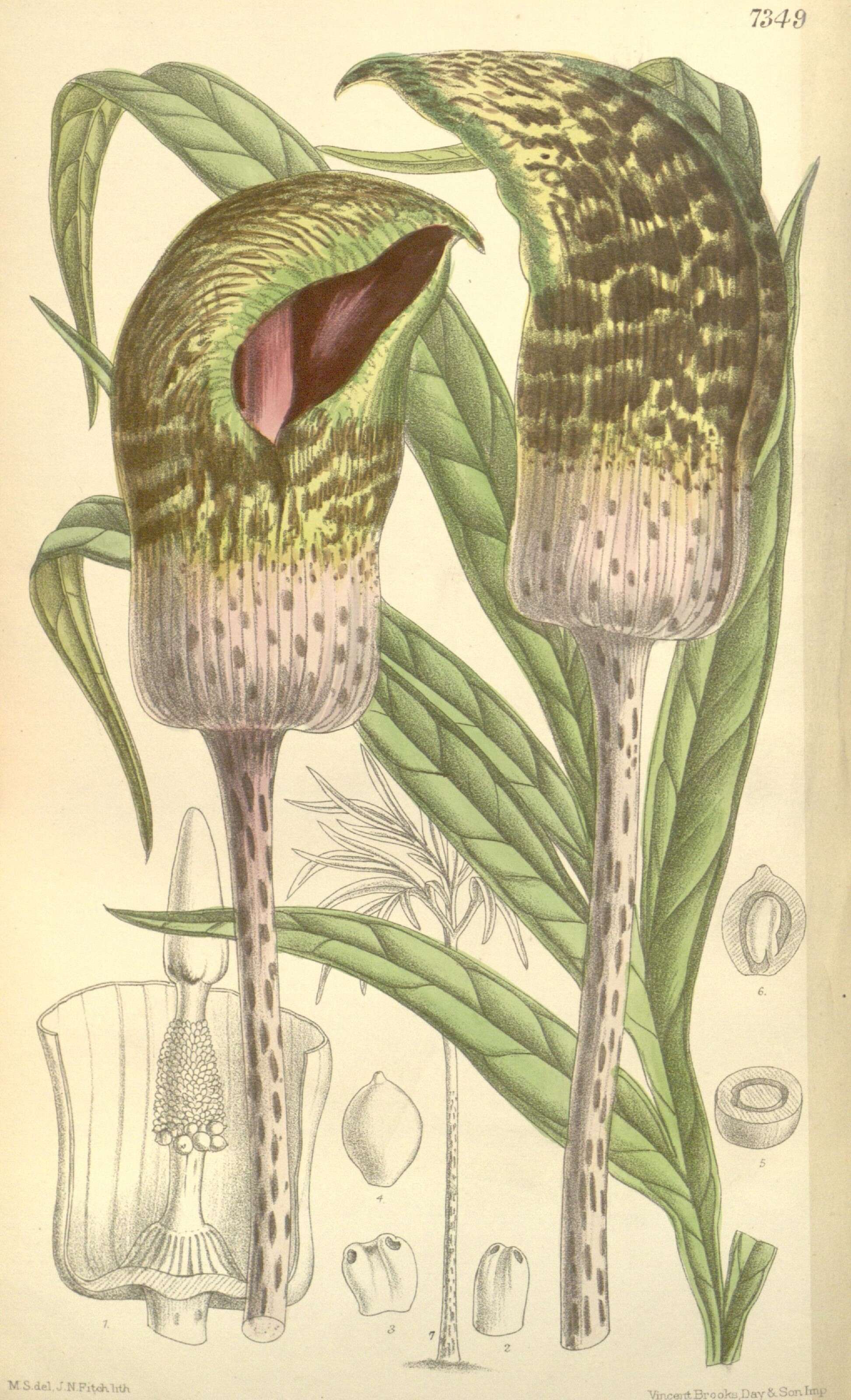 Image of Amorphophallus elliottii Hook. fil.