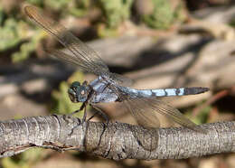 Image of Skimmers (Dragonflies)