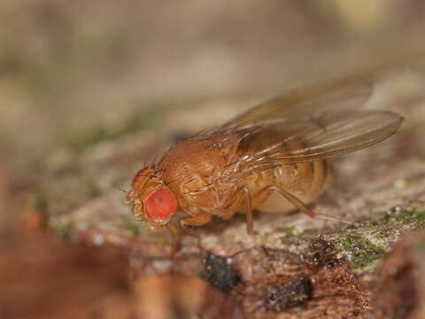 Imagem de Drosophila