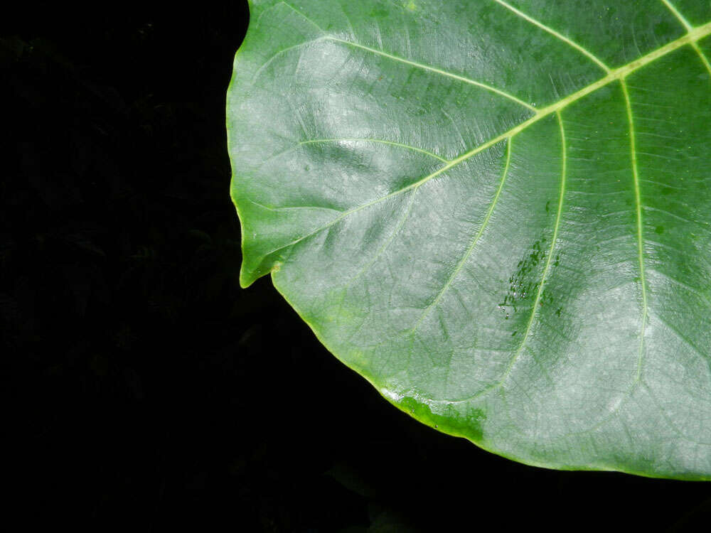 Image of Ficus nymphaeifolia Mill.