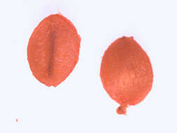 Image of geophila