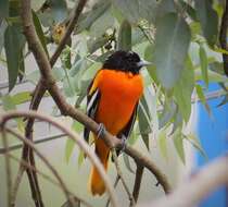 Image of New World orioles