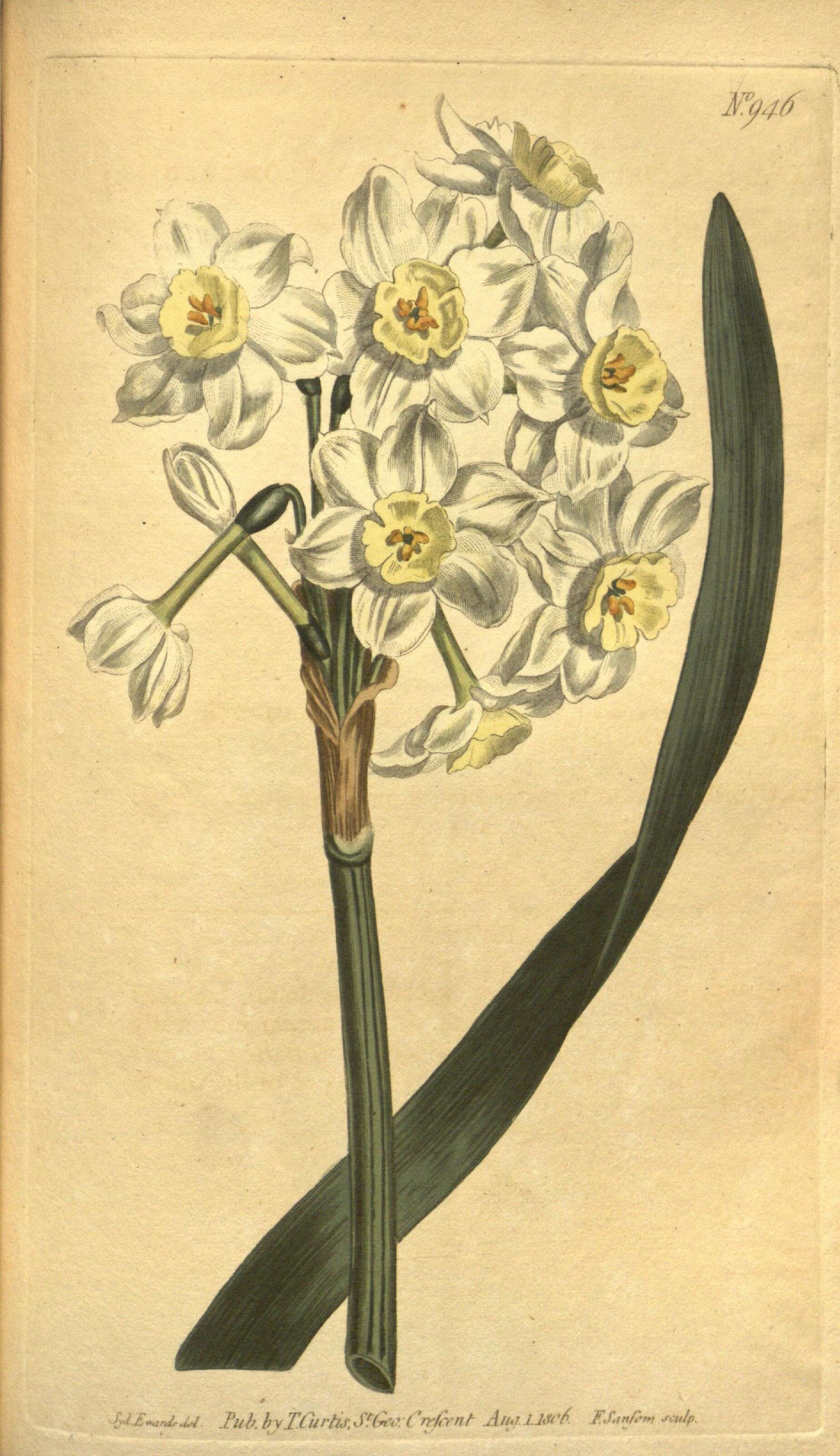 Image of cream narcissus