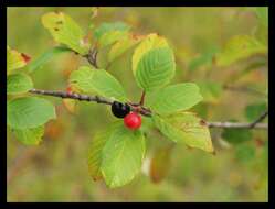 Image of buckthorn