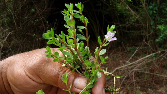 Image of Brahmi