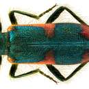 Image of Trichodes nobilis Klug 1842