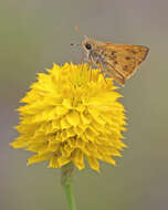 Image of Yellow batchelor's button