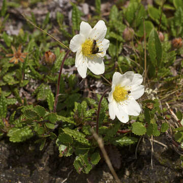 Imagem de Dryas octopetala L.