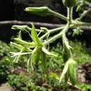 Слика од Schiedea verticillata Forest Brown