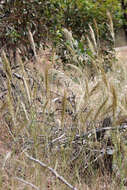 Image of Austrostipa pubinodis (Trin. & Rupr.) S. W. L. Jacobs & J. Everett