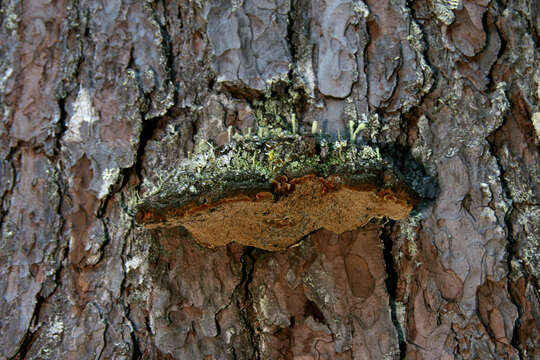 Image of Pine bracket