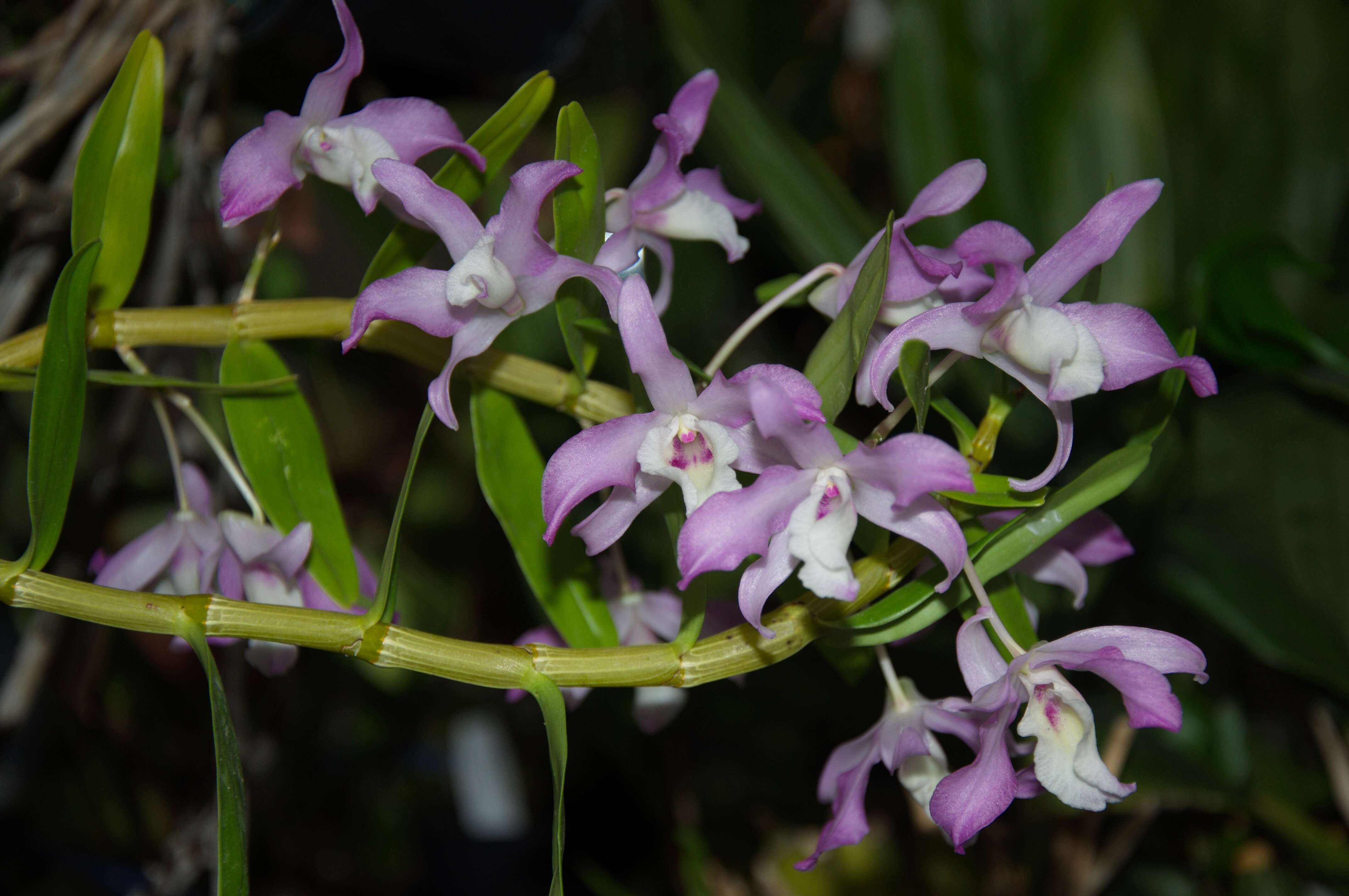 Image of Dendrobium ferdinandii Kraenzl.