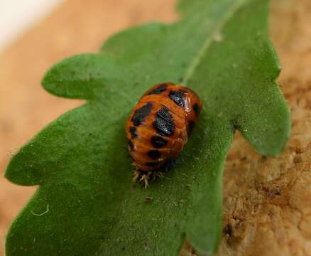 Image of Harmonia axyridis (Pallas 1773)