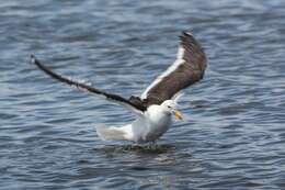 Image of Kelp Gull