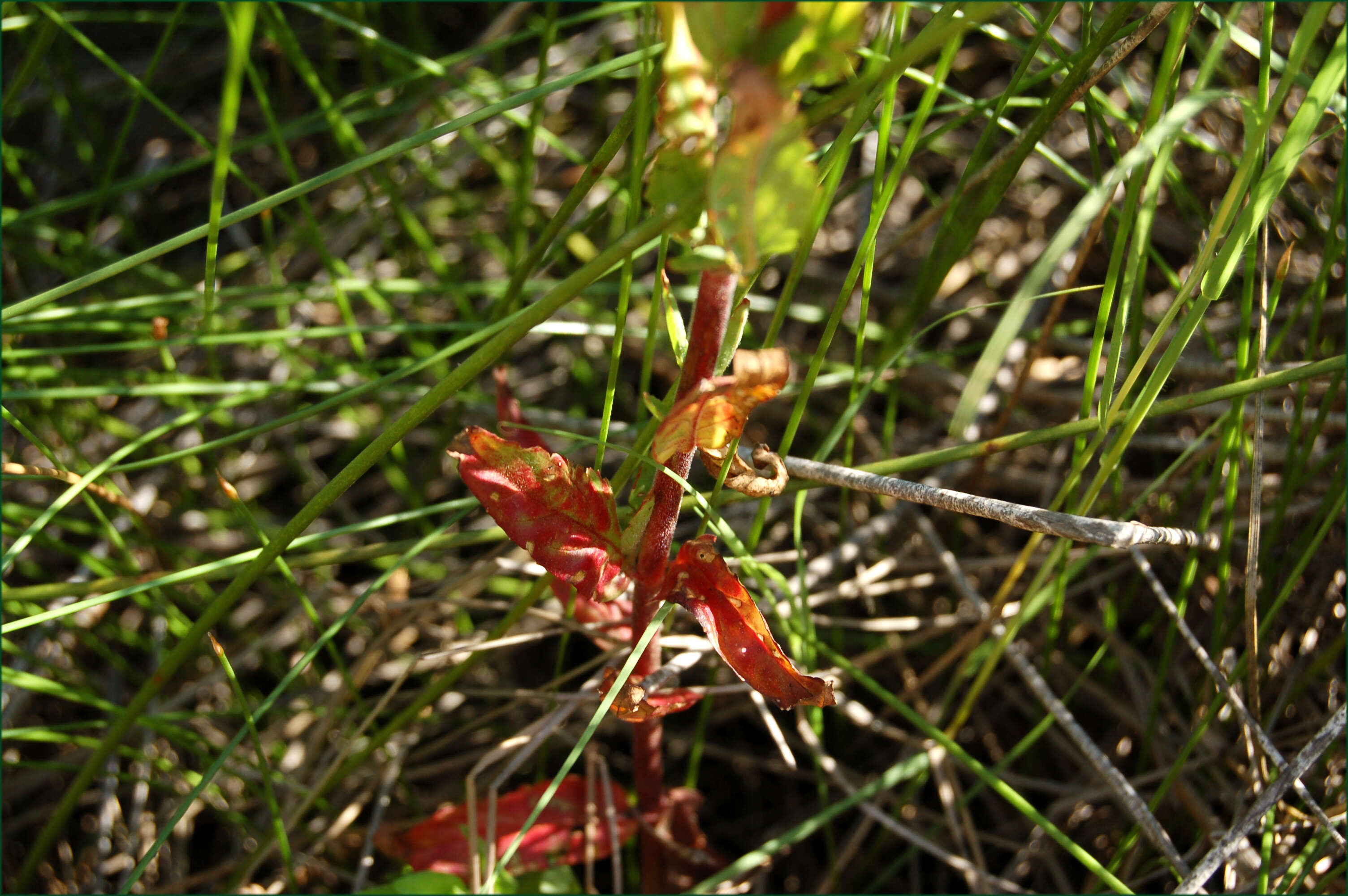 Image of american willowherb