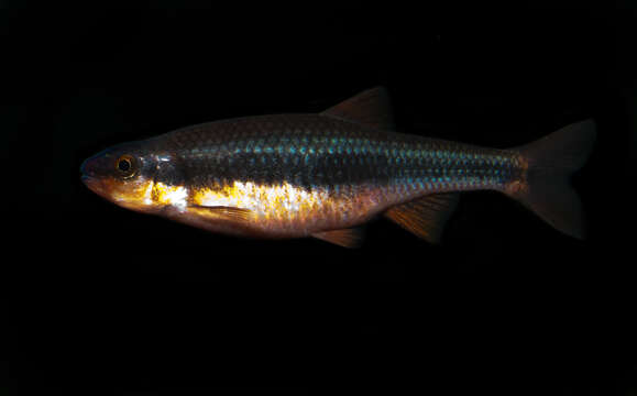 Imagem de Notropis lutipinnis (Jordan & Brayton 1878)