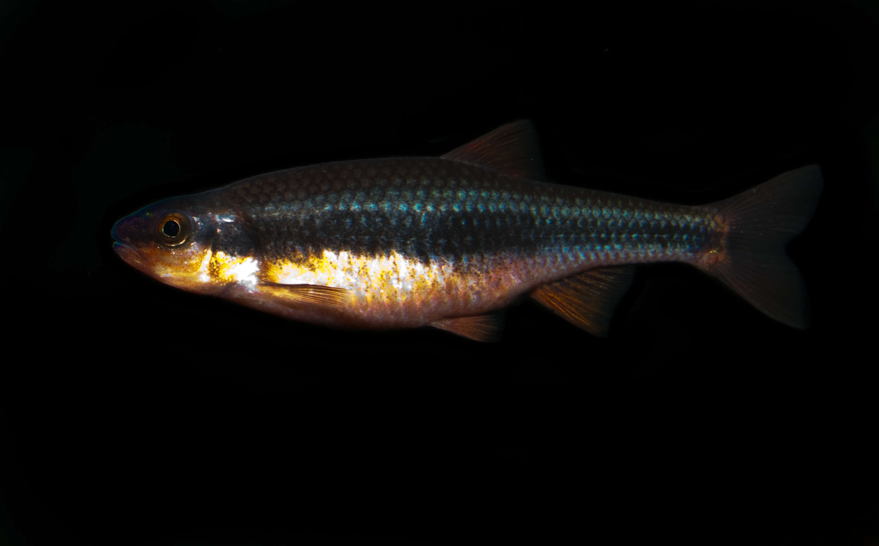 Notropis lutipinnis (Jordan & Brayton 1878) resmi