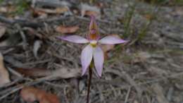 Image of Pink fingers orchid