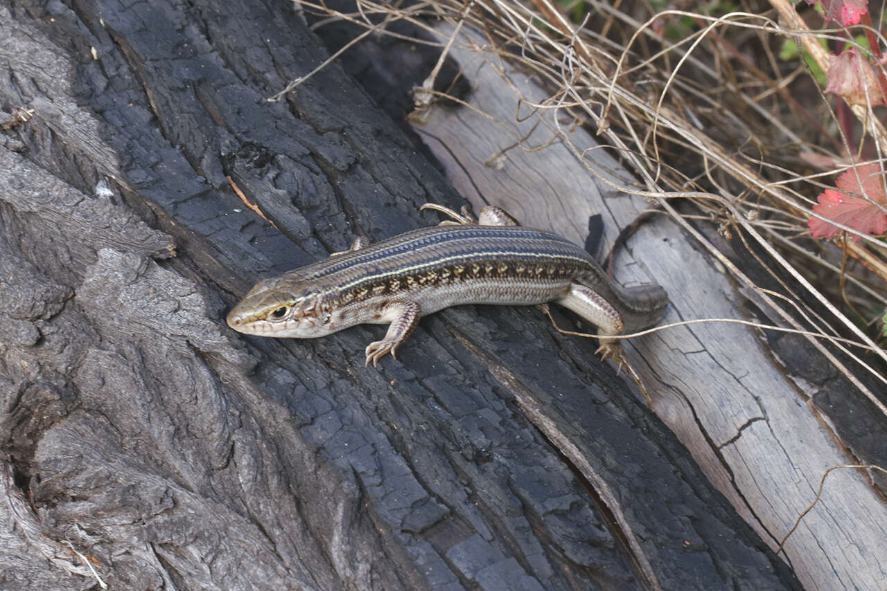 Image of Robust Ctenotus