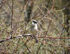 Image of true shrikes