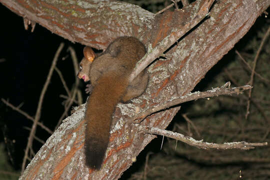 Image de Galago à queue touffue