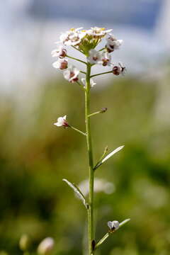 Image of sweet alyssum