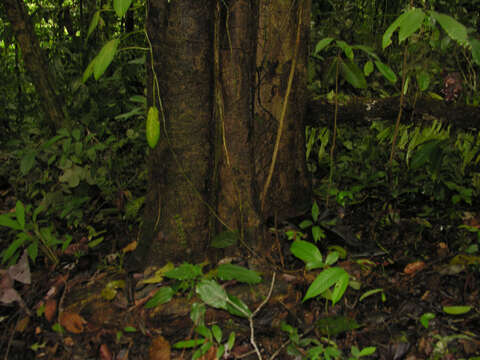 Image of Apeiba membranacea Spruce ex Benth.