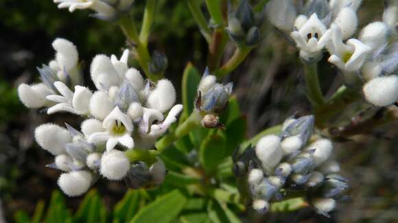 Image of Conospermum taxifolium C. F. Gaertner