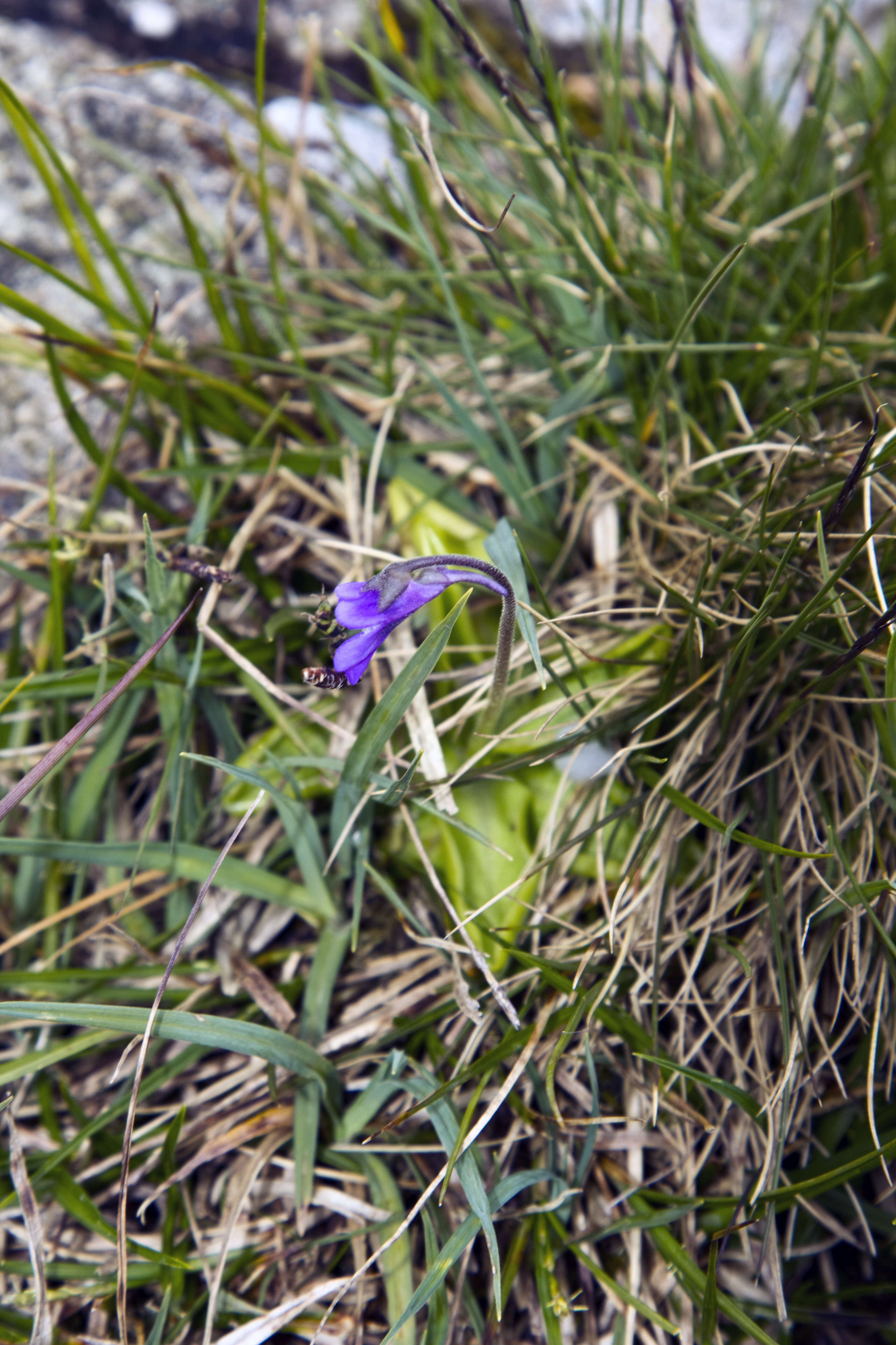 Image of Common butterwort